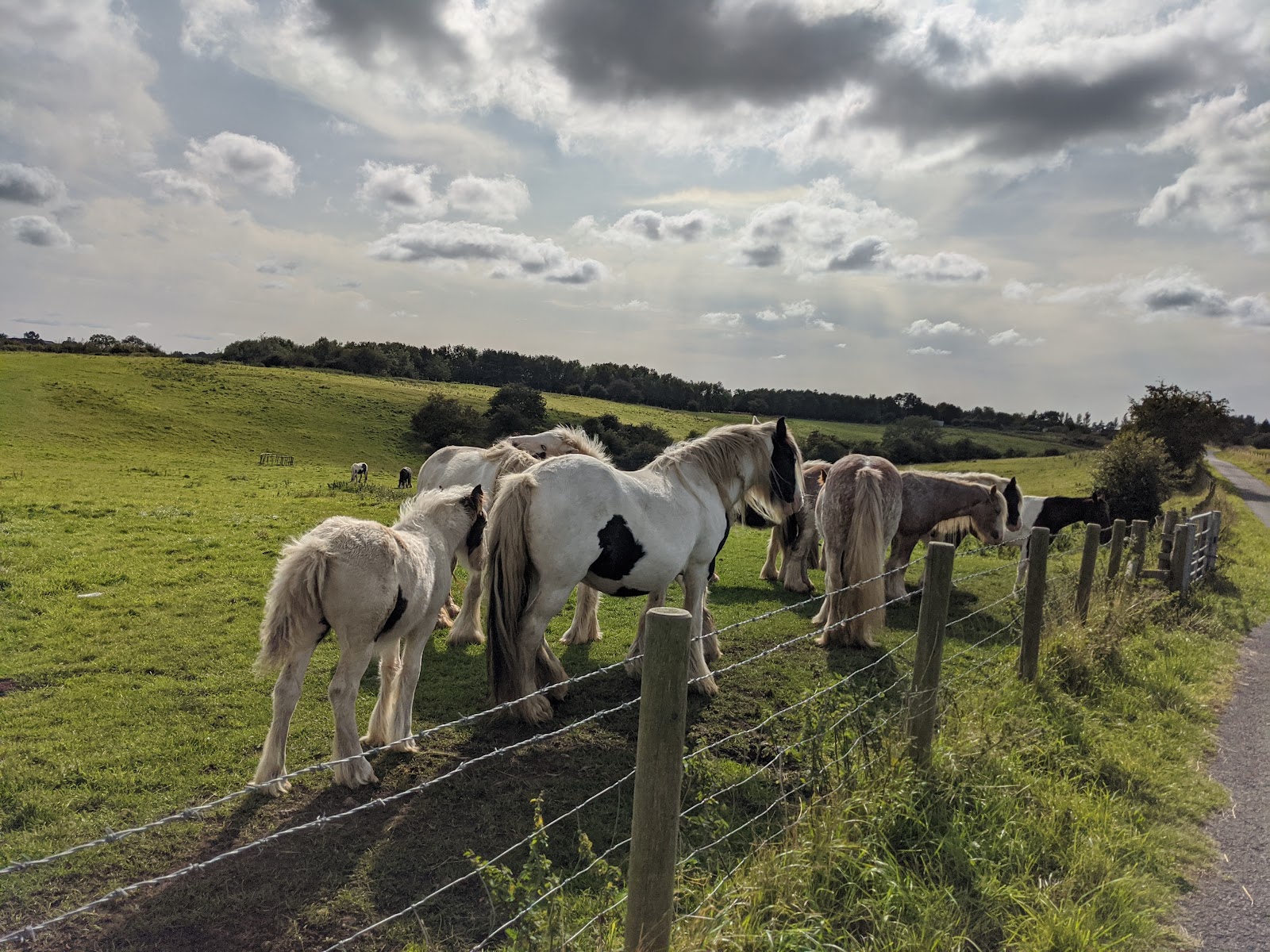 Pony Field