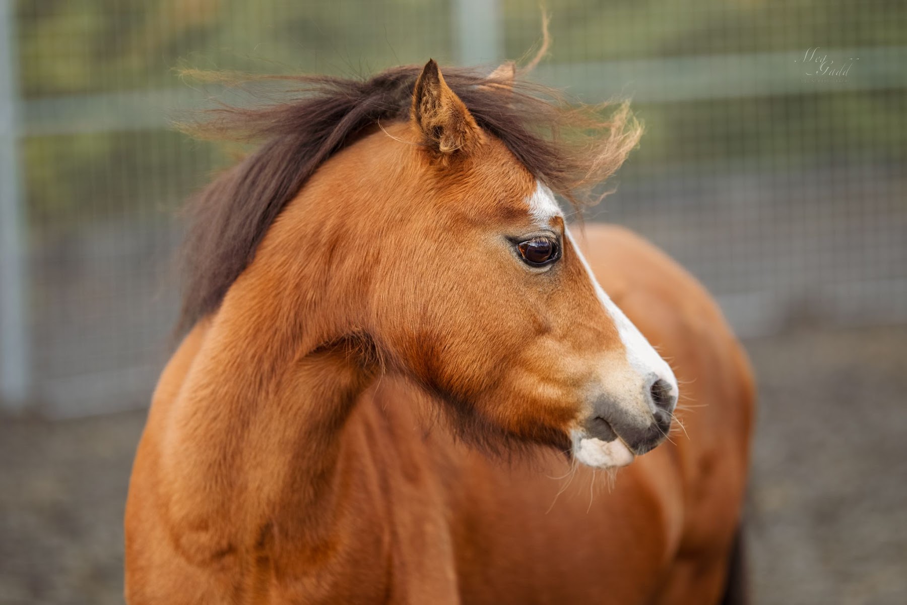 Liberty Horse UK