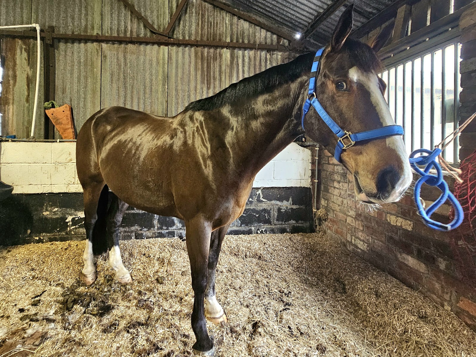 Marple Equine Services