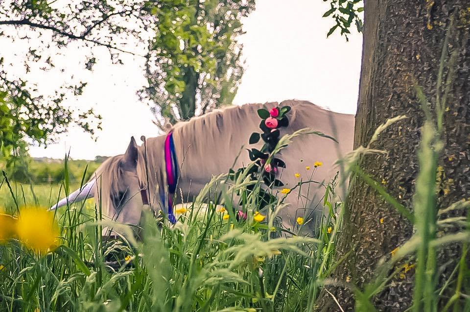 Cheshire Unicorns