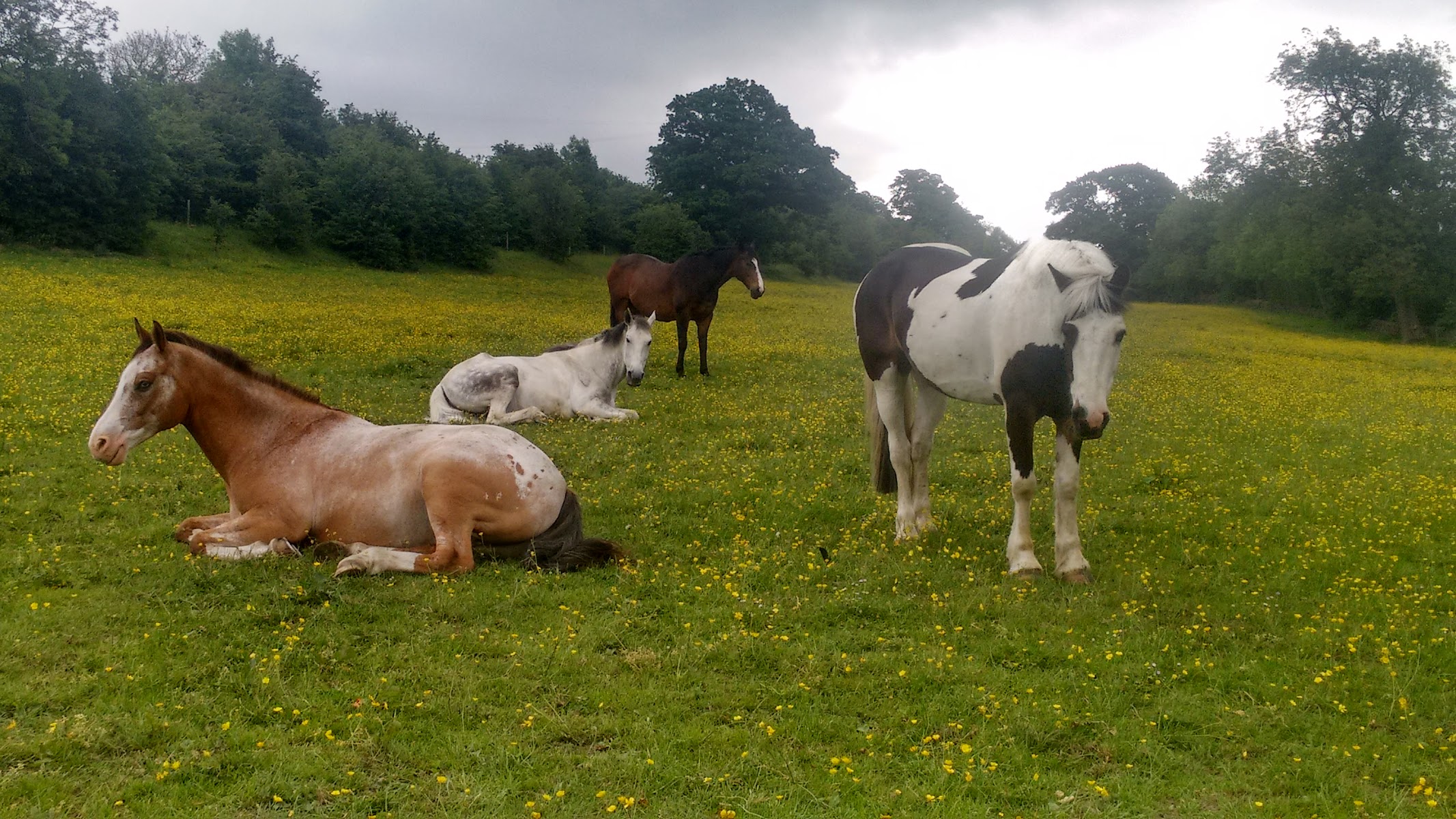 Pennine Equine