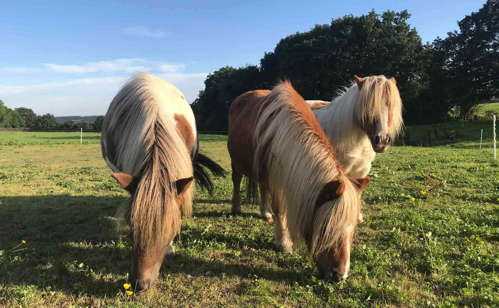 Smile Pony Therapies