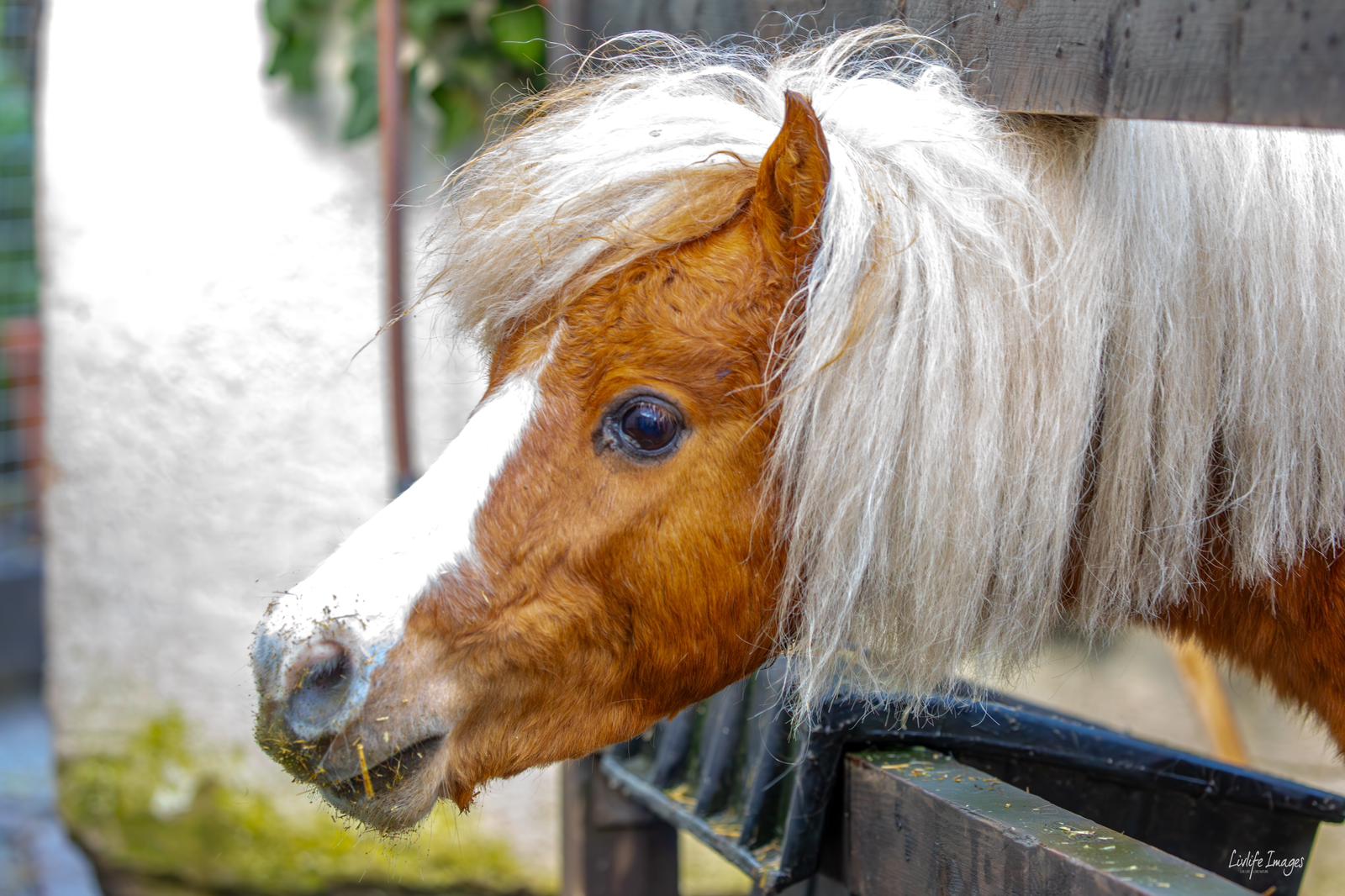 Walk My Little Horse