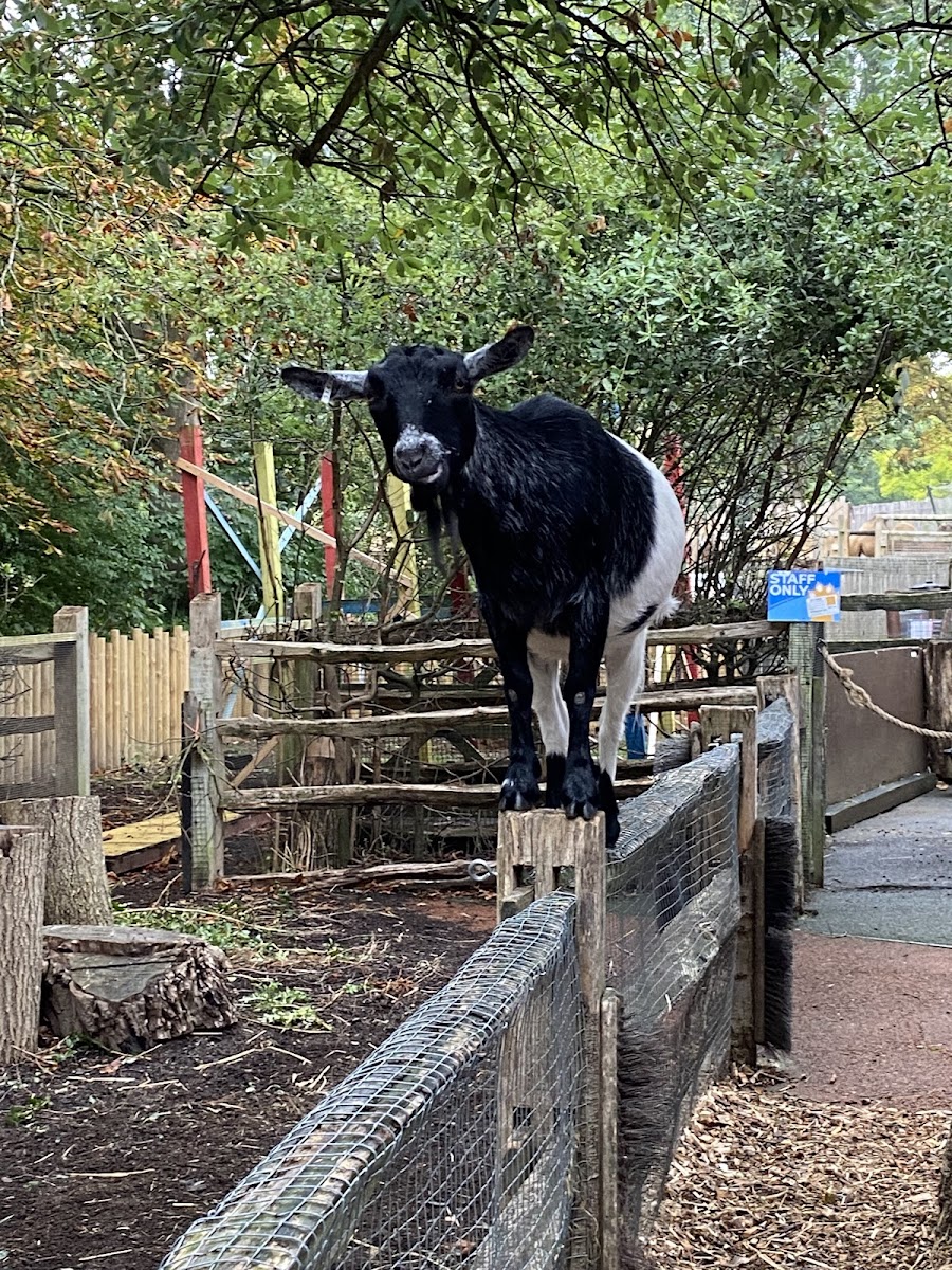 Animal Adventure