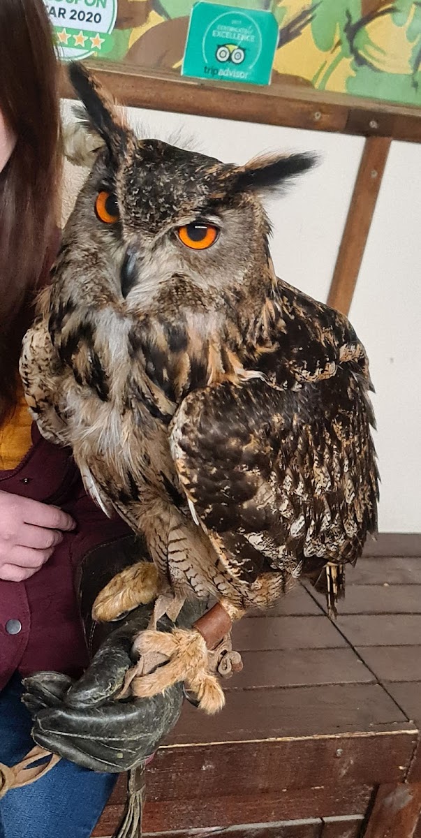 Riverside Falconry
