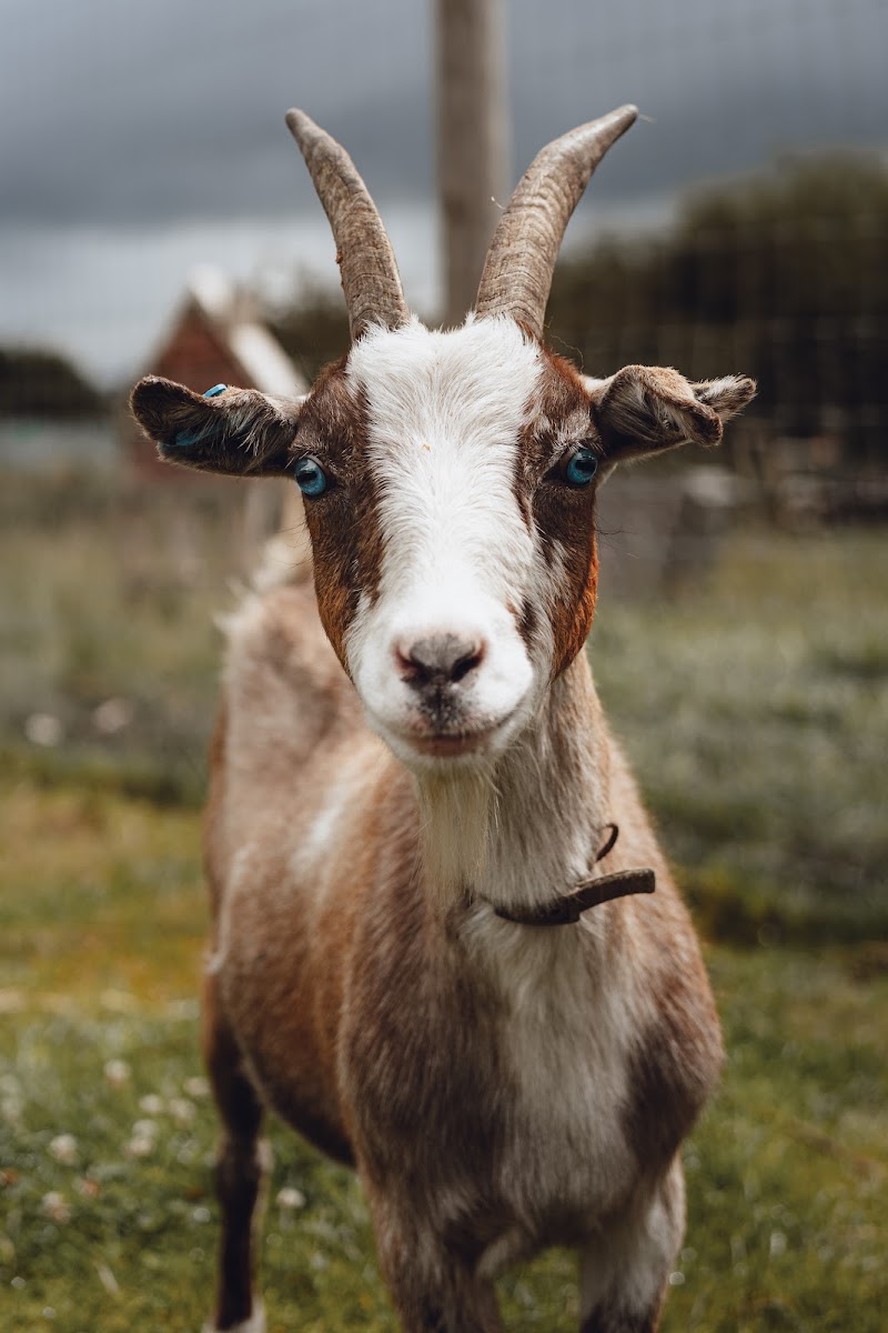 The Nest Farm School