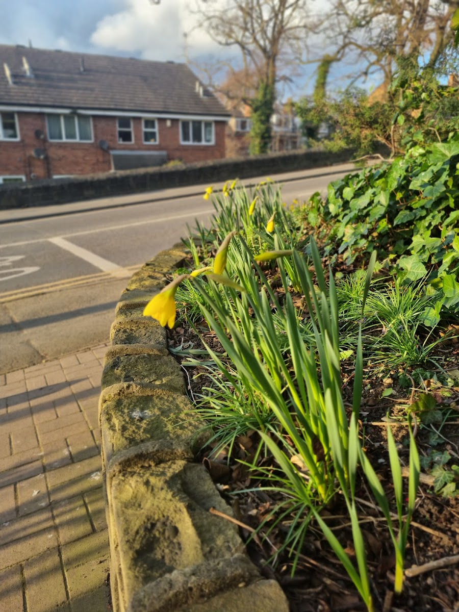 Wildlife Garden