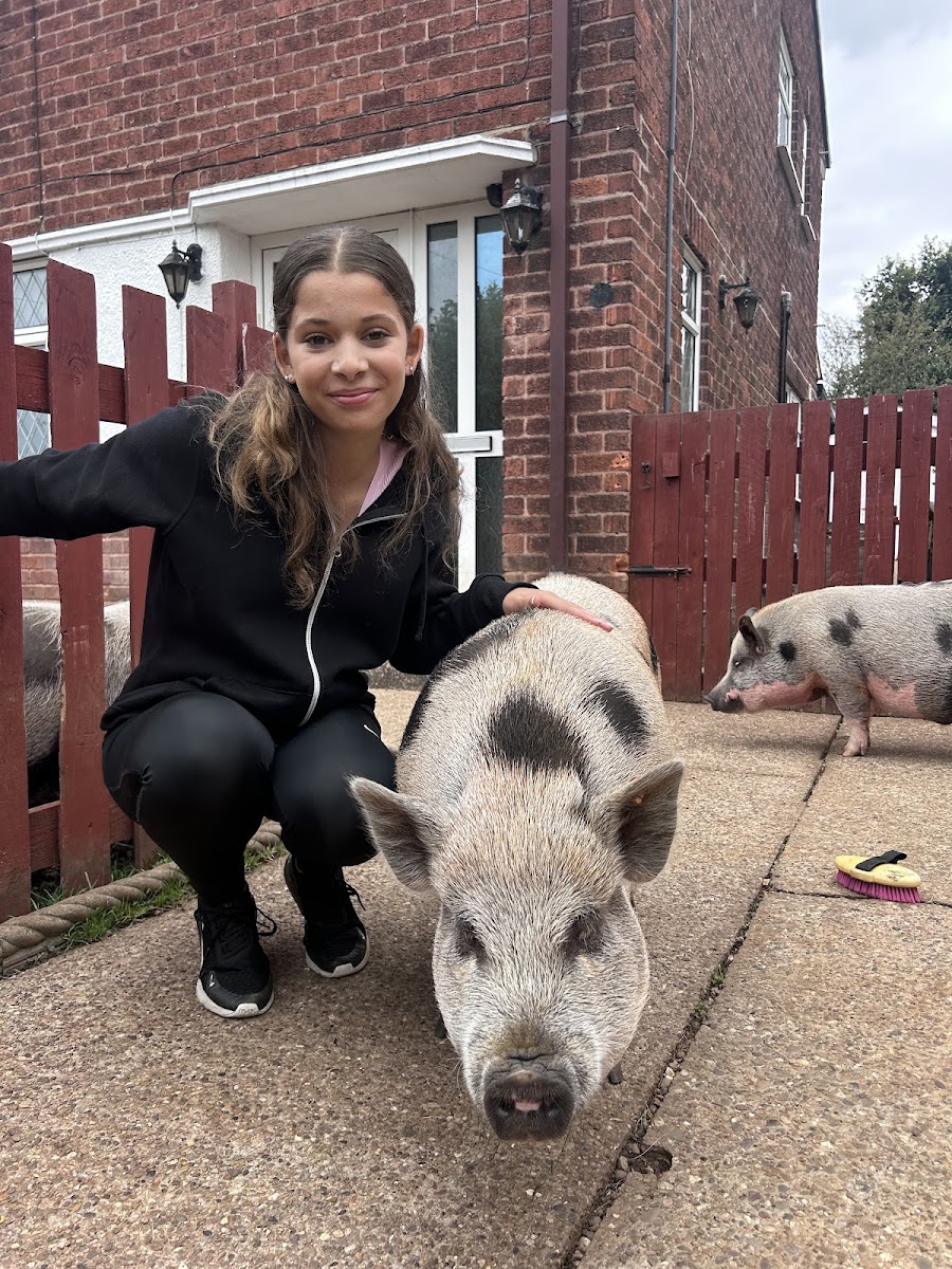 Stubby pigs