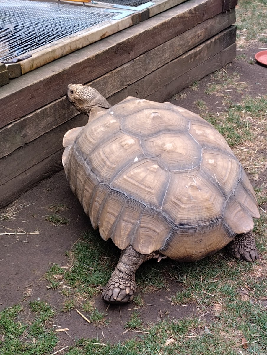 Animals In Need