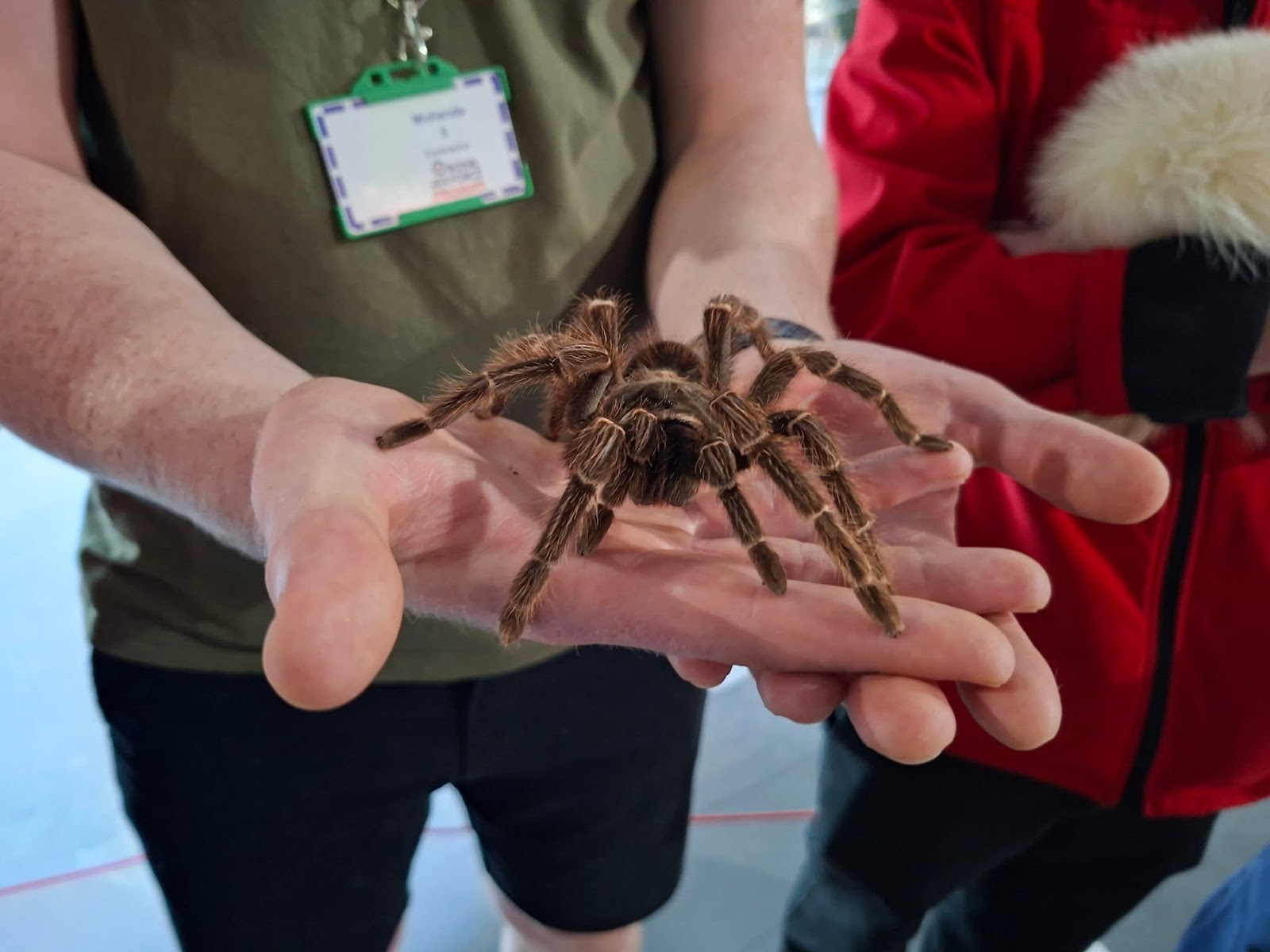 THE ANIMALMAN