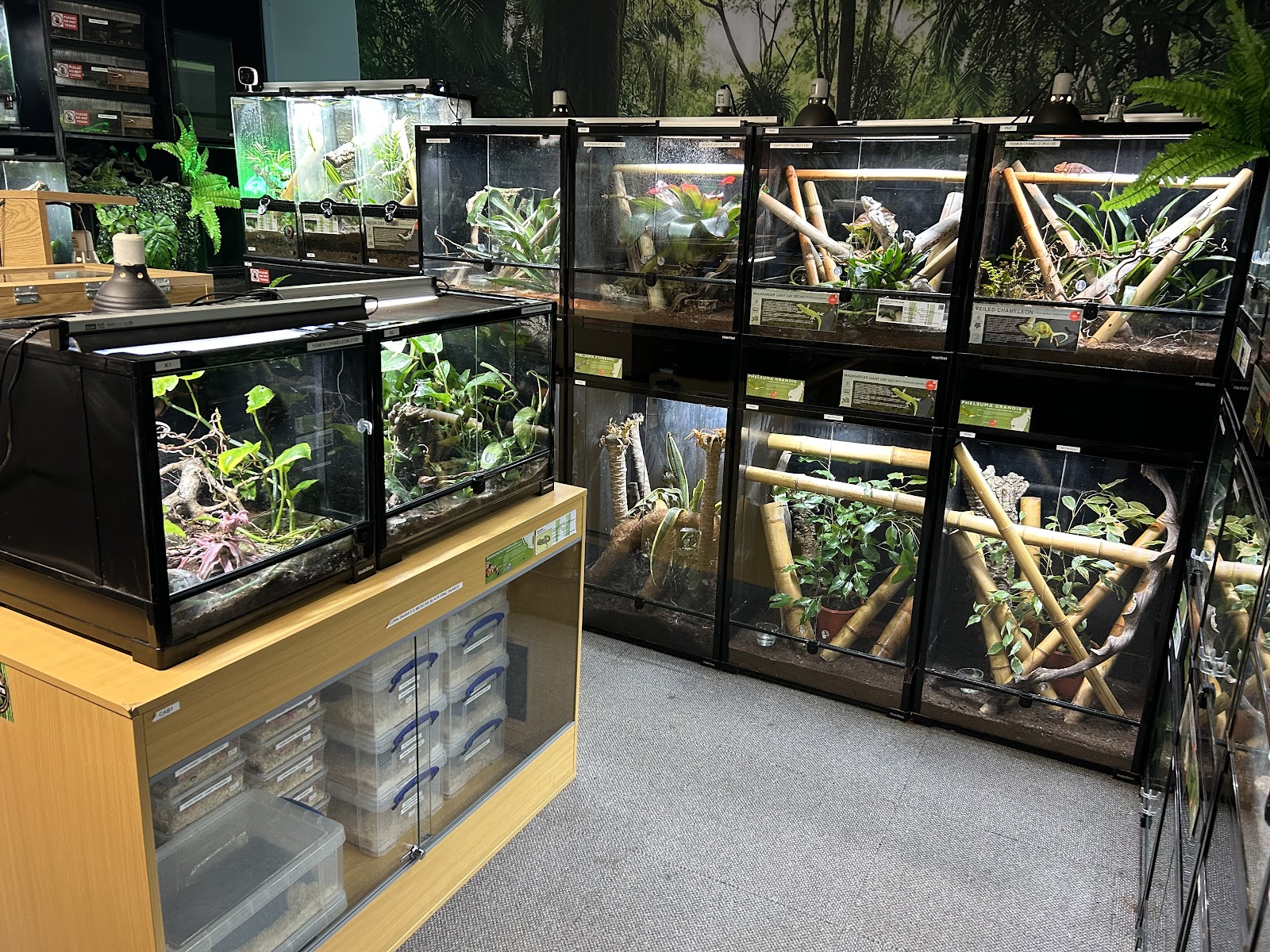 Phelsuma Farm - Reptiles & Exotics
