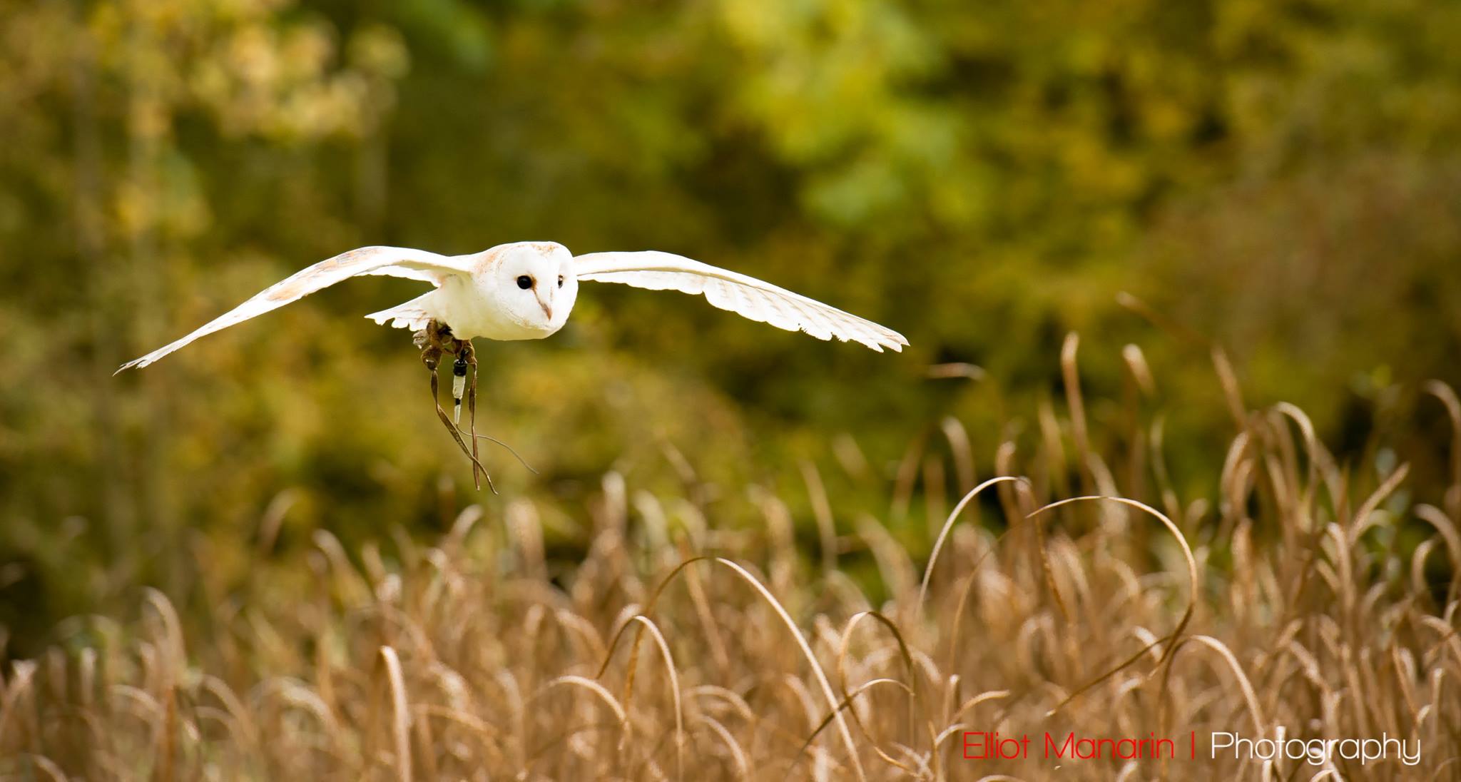 Coda Falconry Ltd