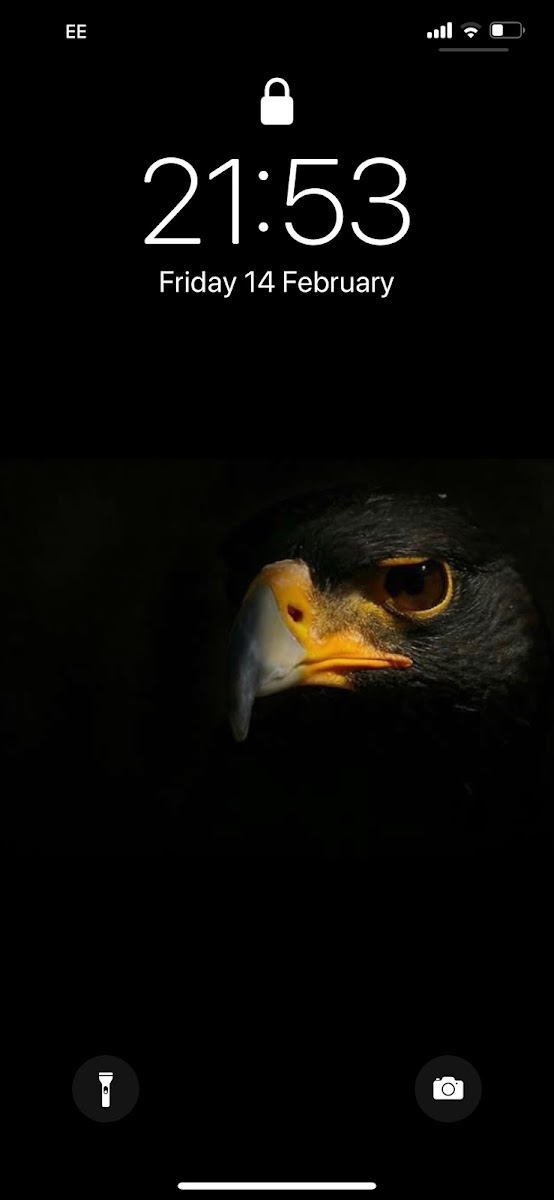 Elite Falconry