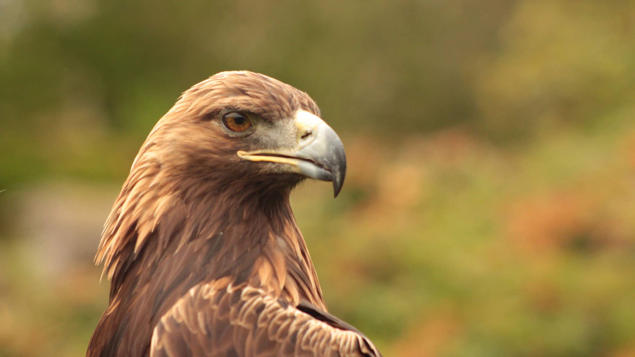 Kintail Birds of Prey Argyll - Falconry Experiences - PRE BOOKINGS ONLY.