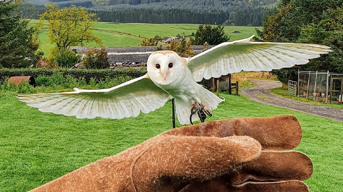 Speyside Falconry Pest Management