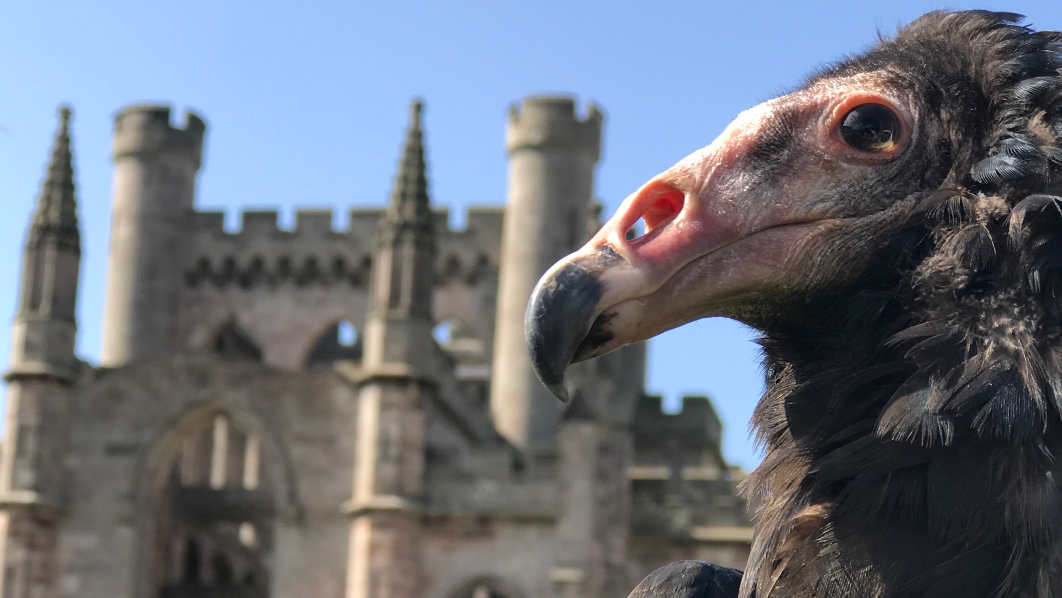 Silverband Falconry