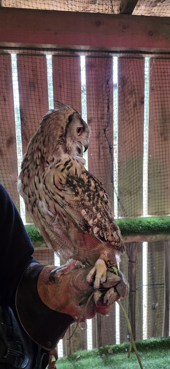 Falconry/ Owls