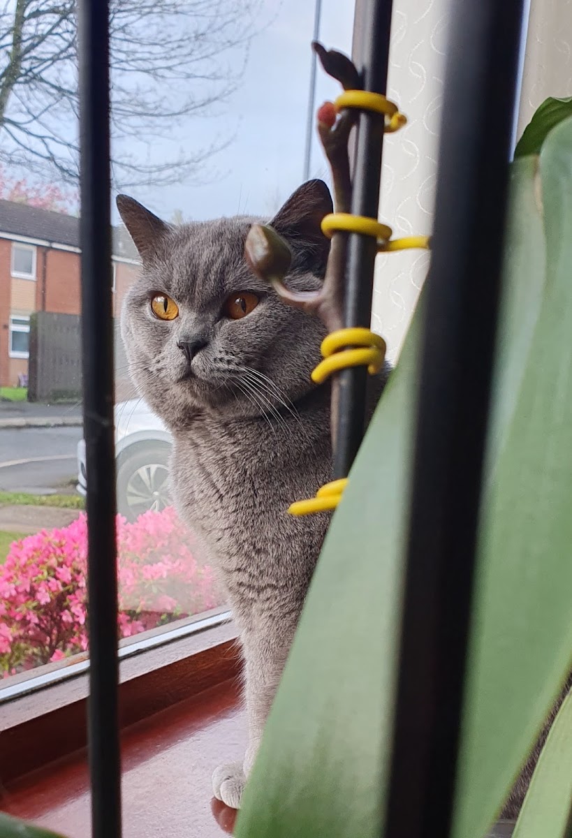 Brook Farm Cattery