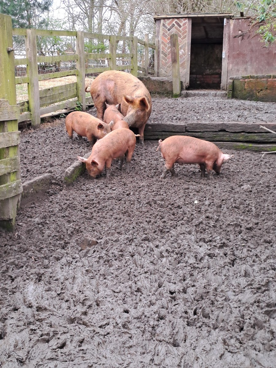 Heeley City Farm