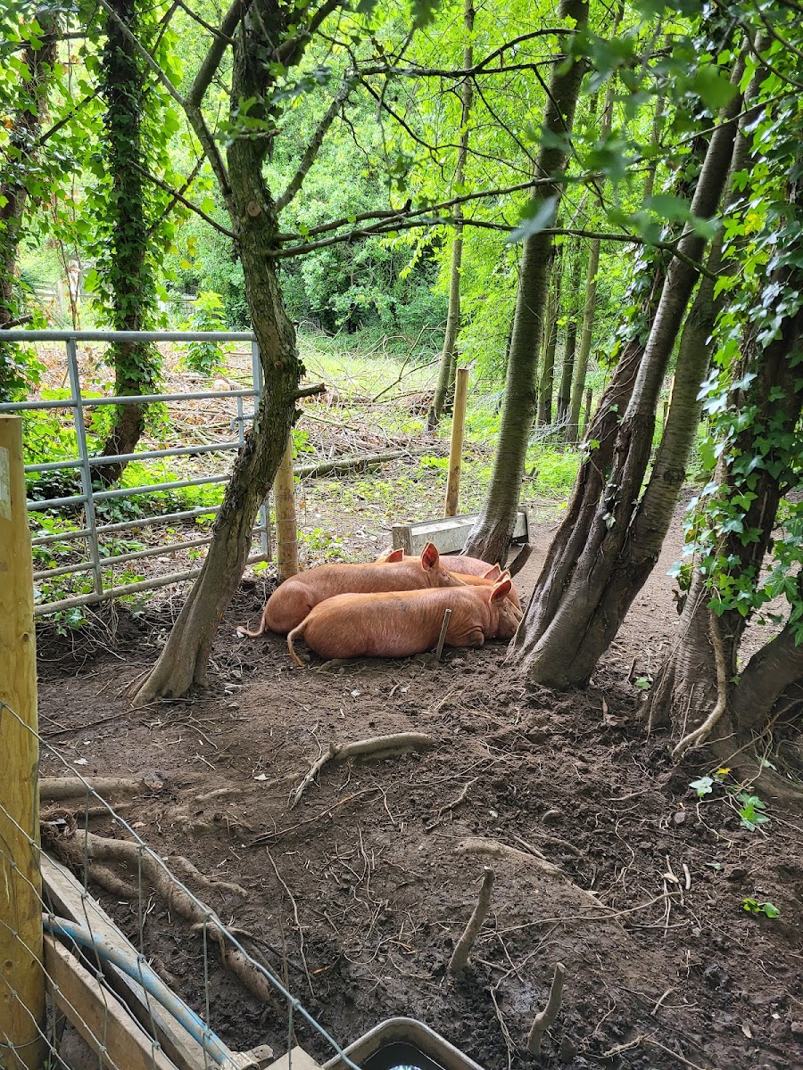 Loxley Valley Community Farm