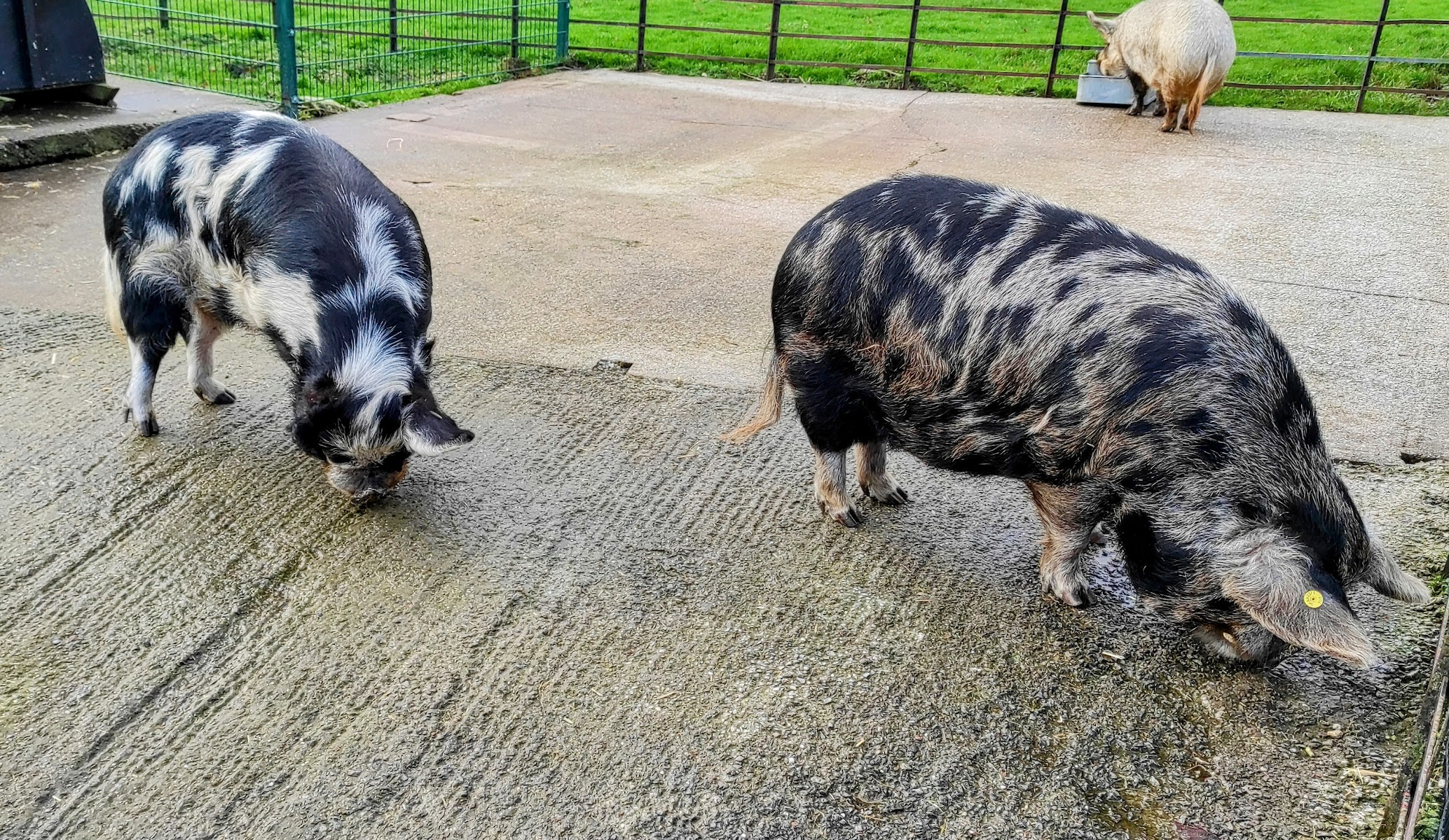 Graves Park Animal Farm