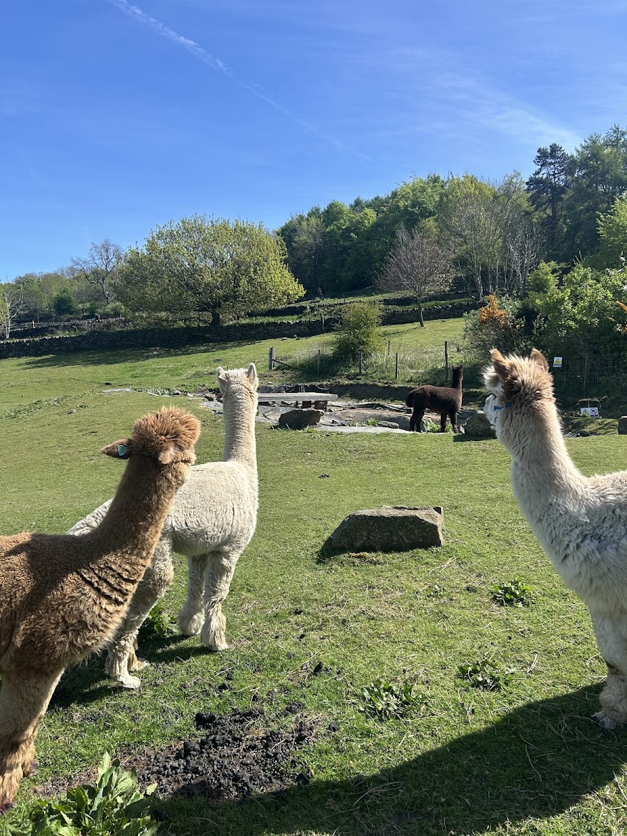 Holly Hagg Community Farm & Alpaca Treks
