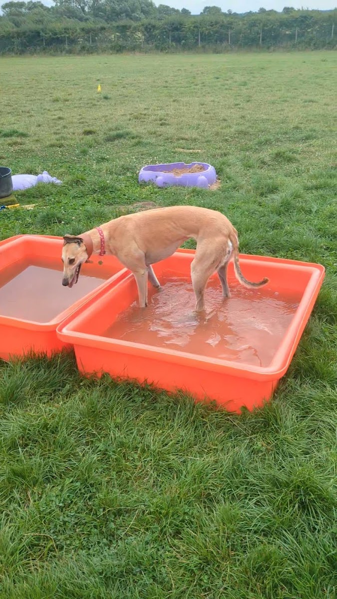 Dog Haven at Copse Haven, Hurworth Moor