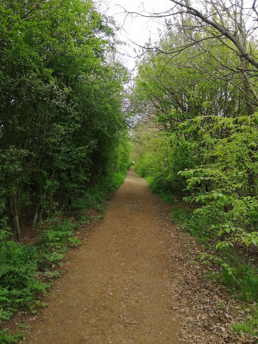 Kentle Wood