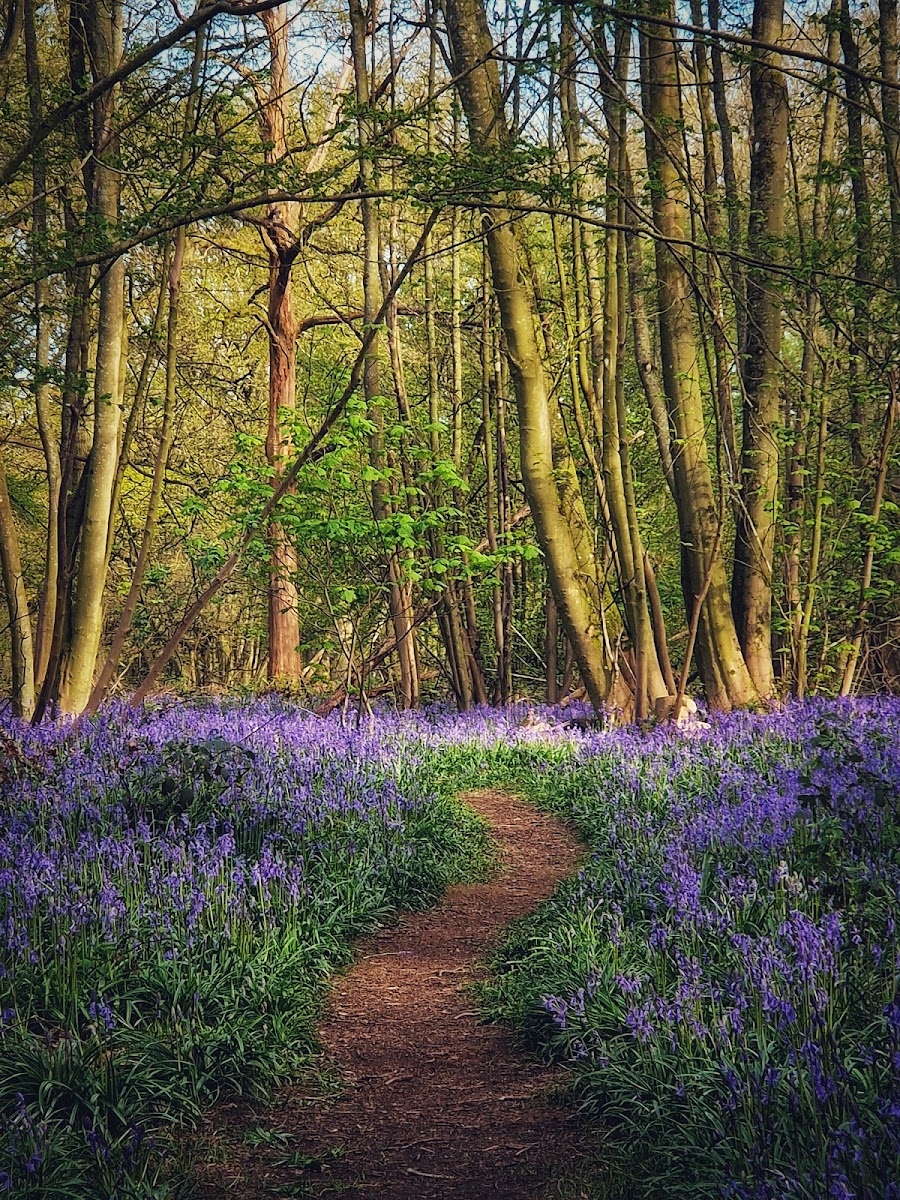Everdon Stubbs