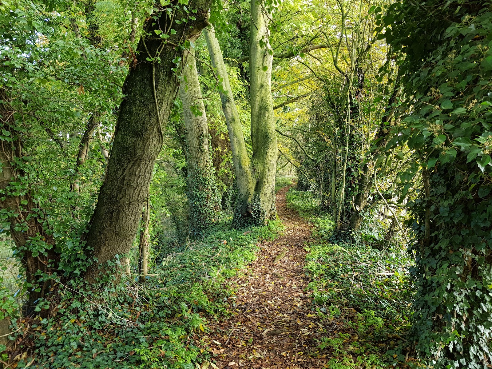 Farthinghoe Nature Reserve
