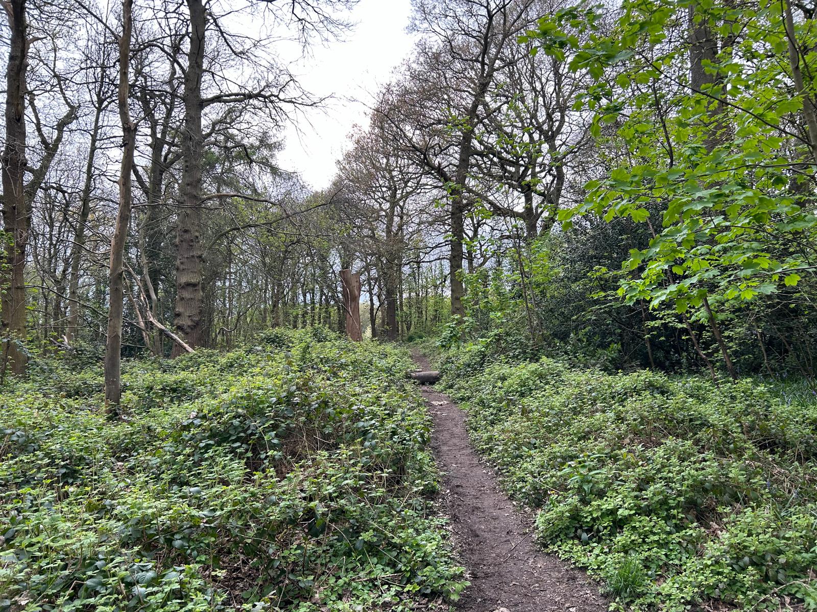 Ten Shilling Wood