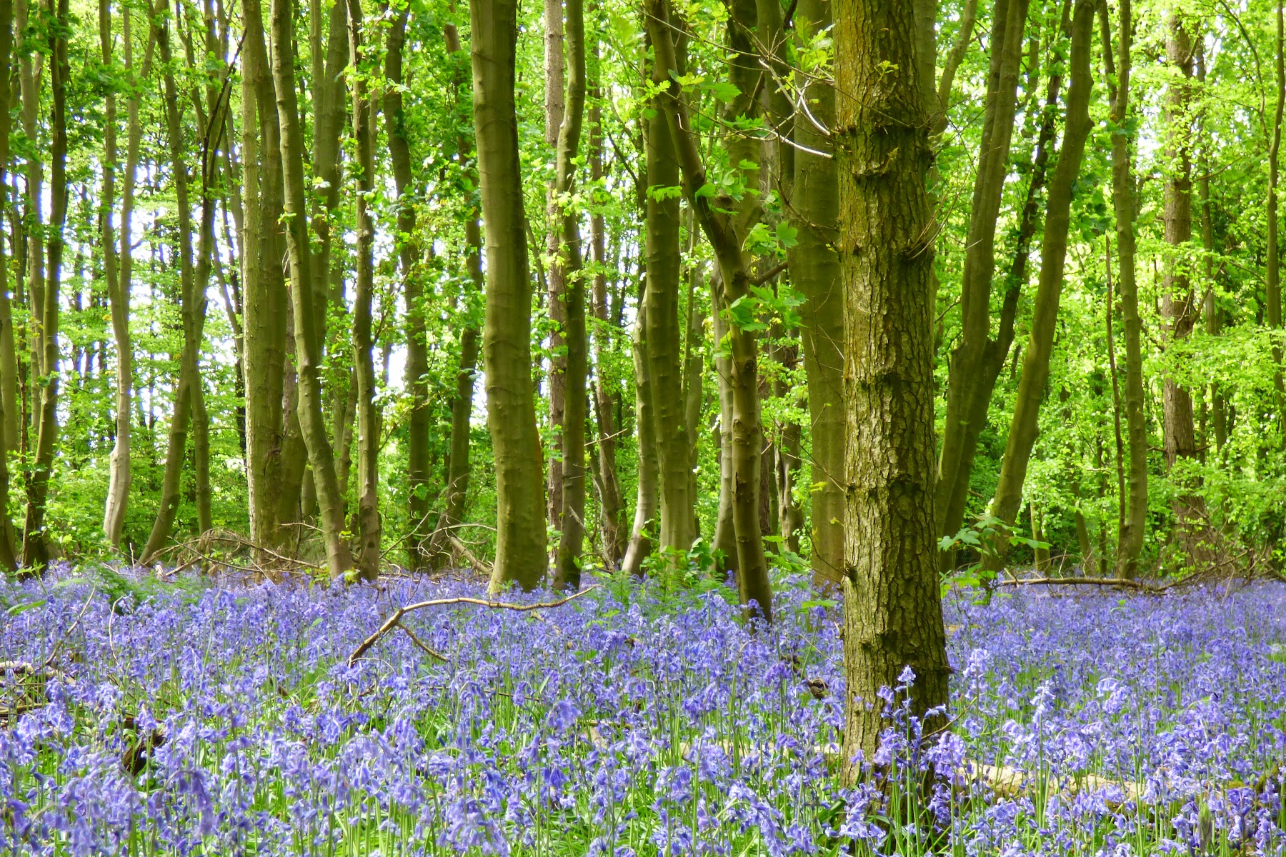 Elkin Wood