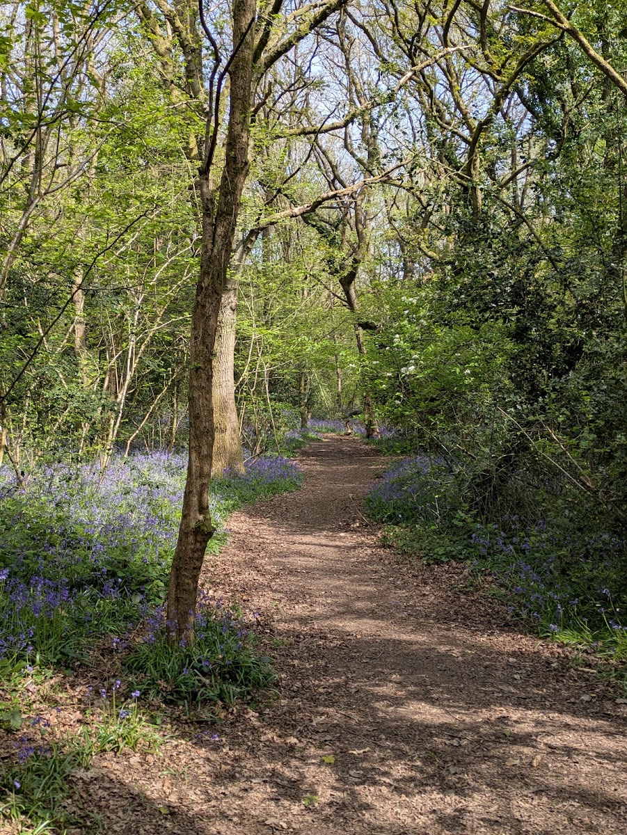 Perry Wood Local Nature Reserve