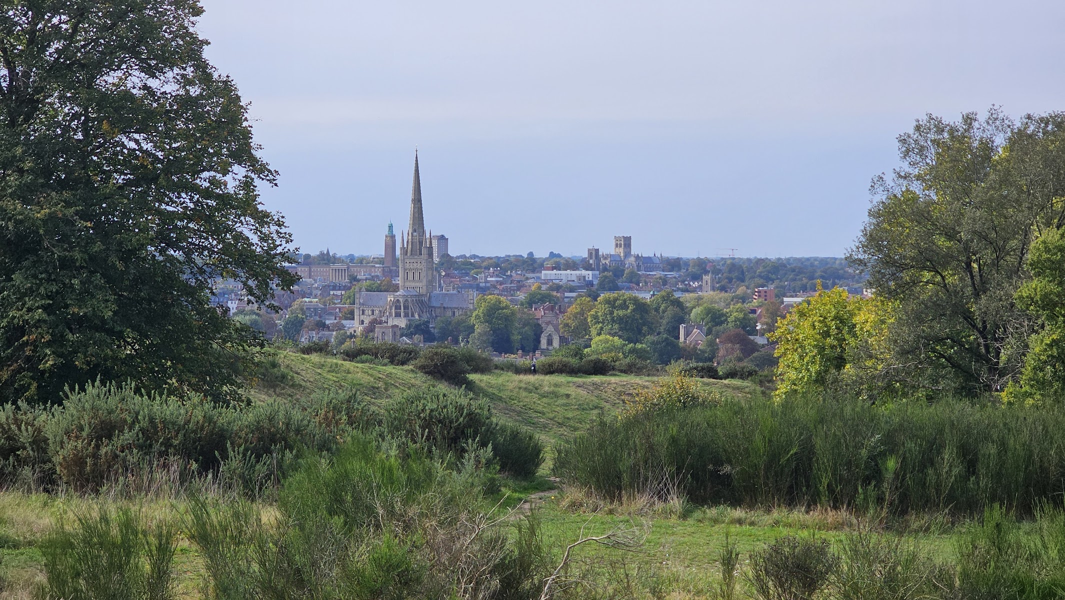 Mousehold Heath