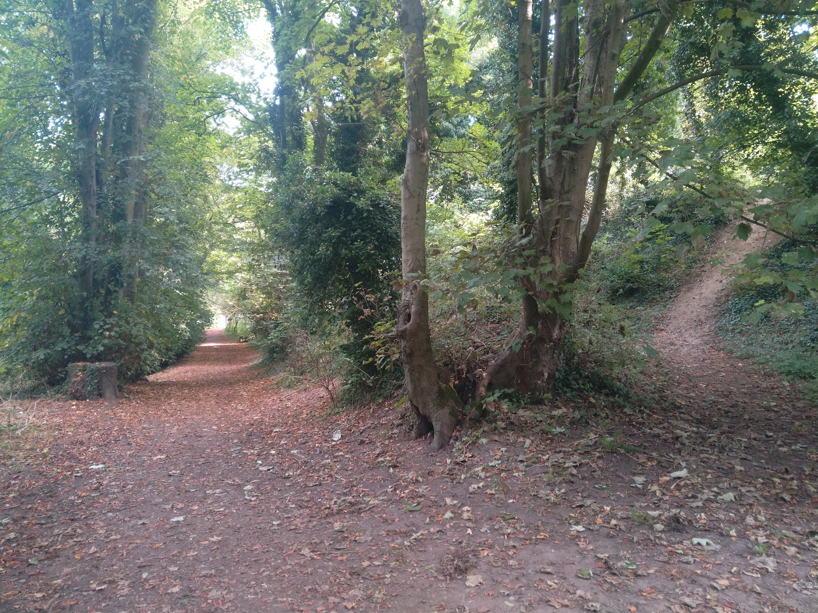 Danby Wood