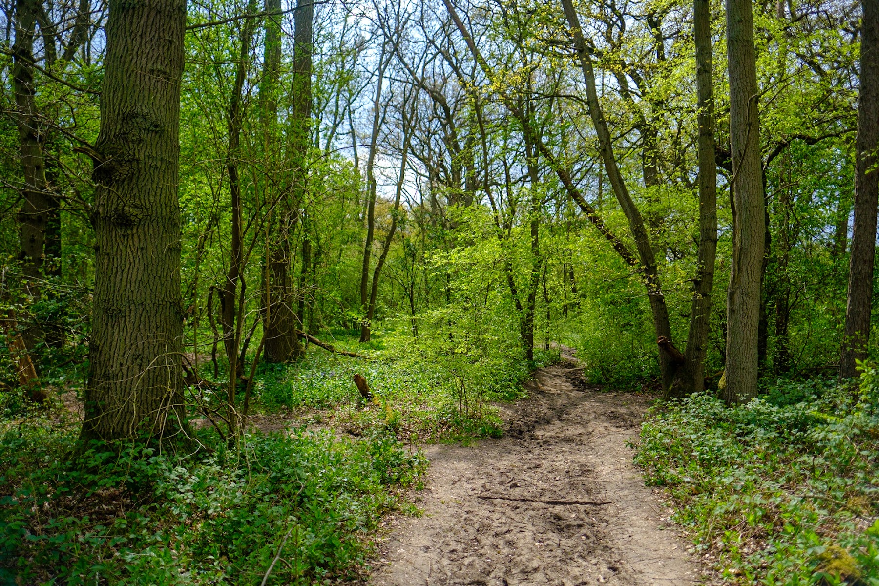 Hardwick Wood
