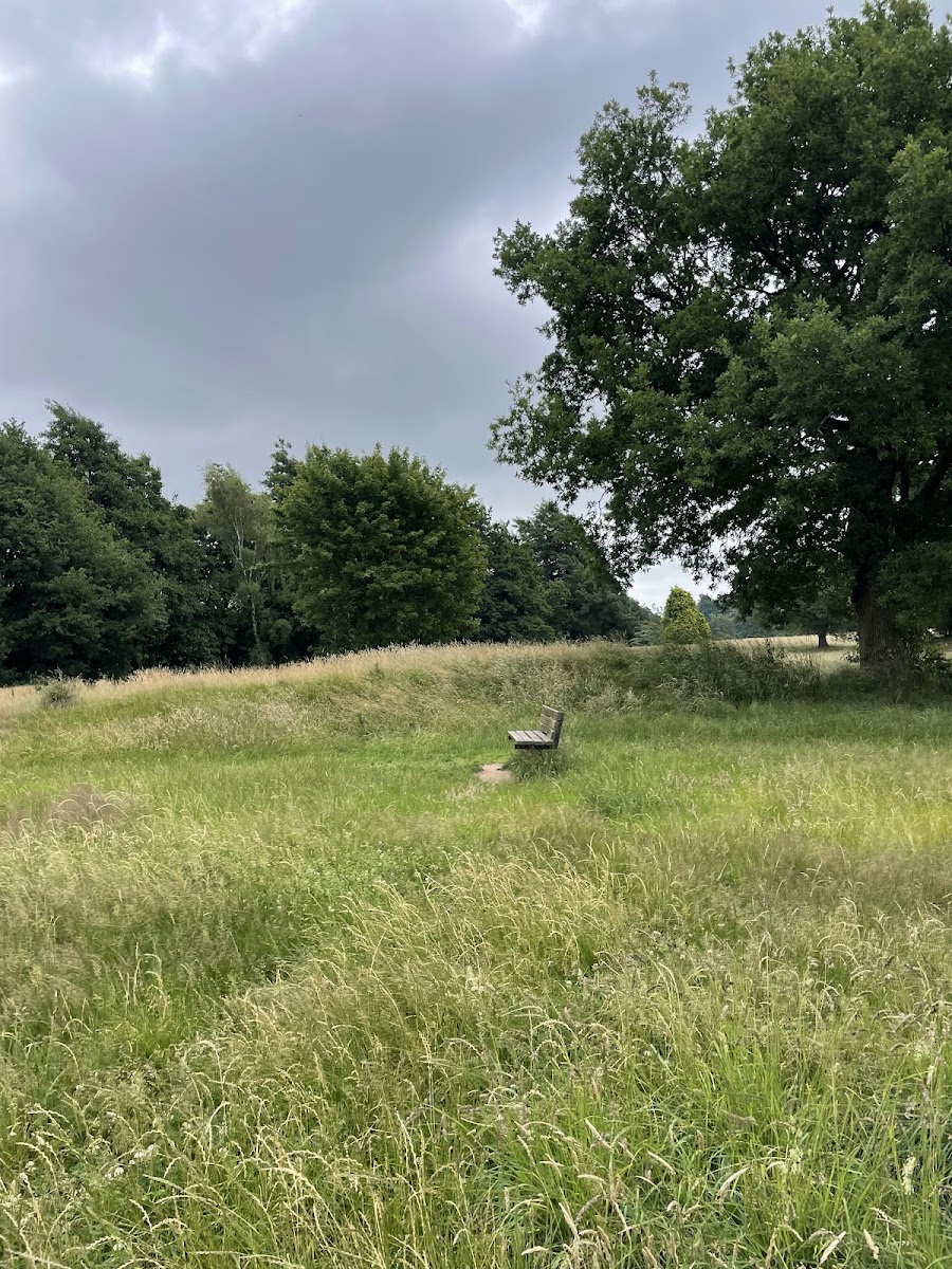 Frodsham Woods