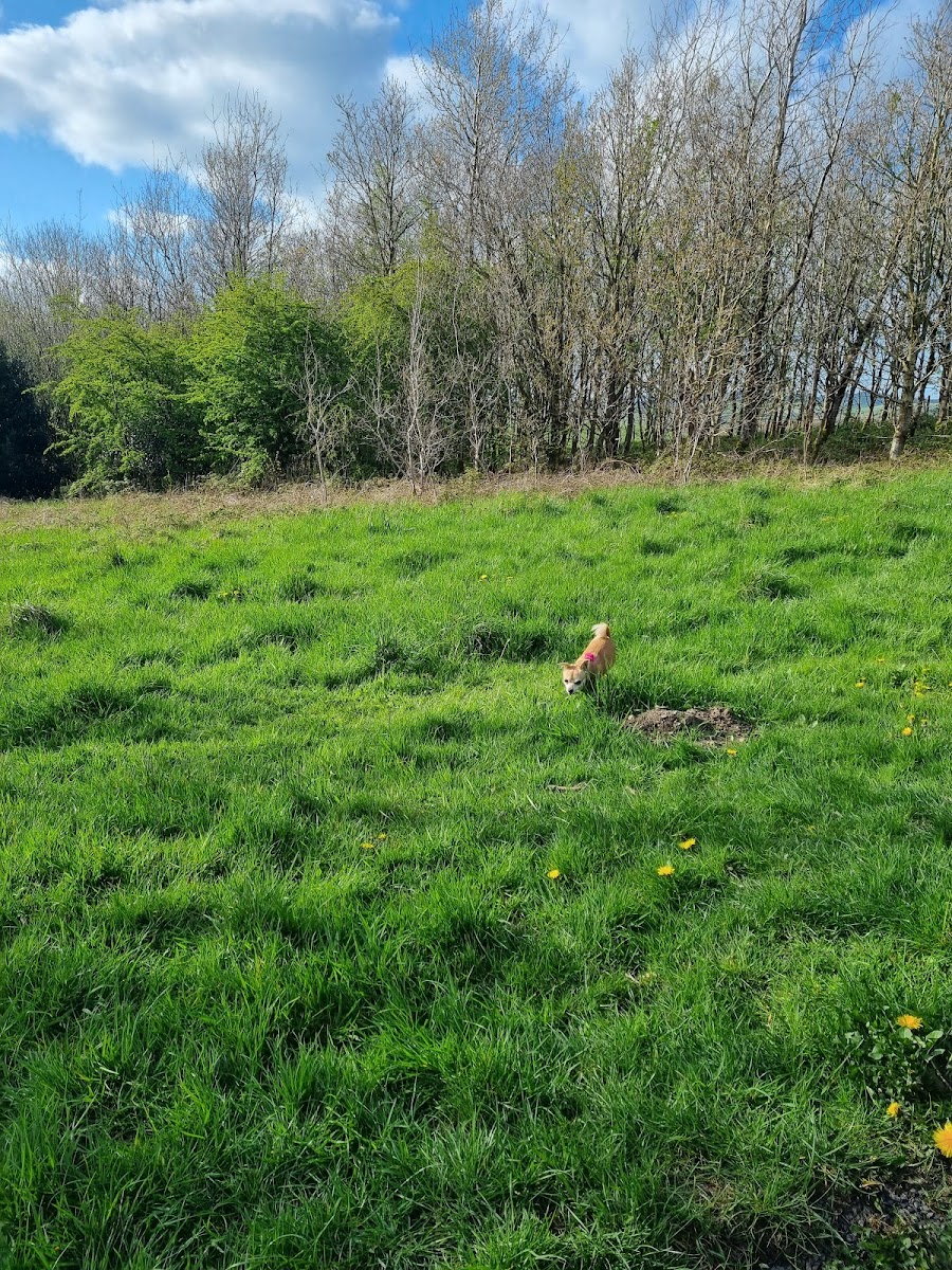 Fellside Wood (Woodland Trust)