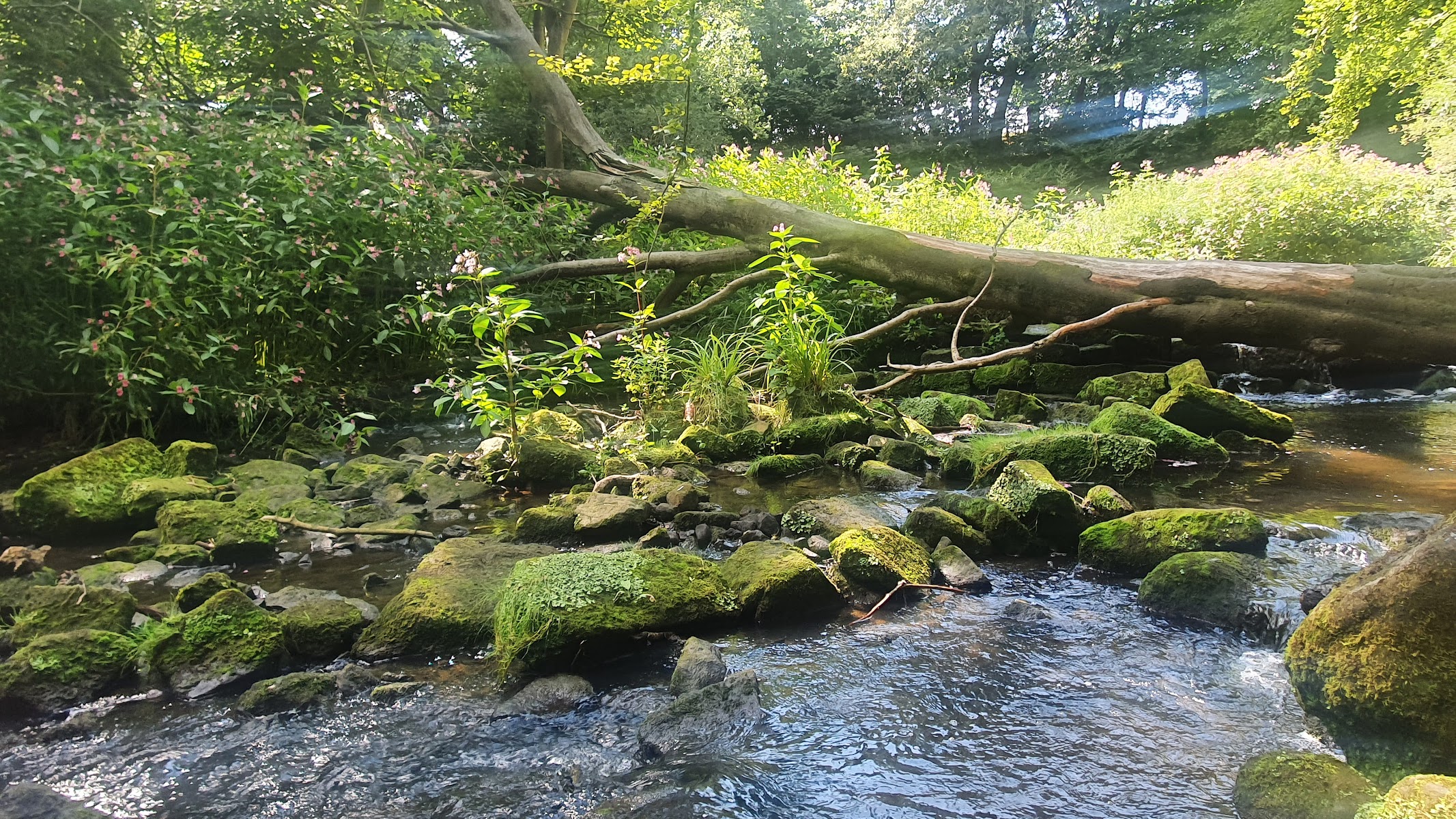 Scotland Wood
