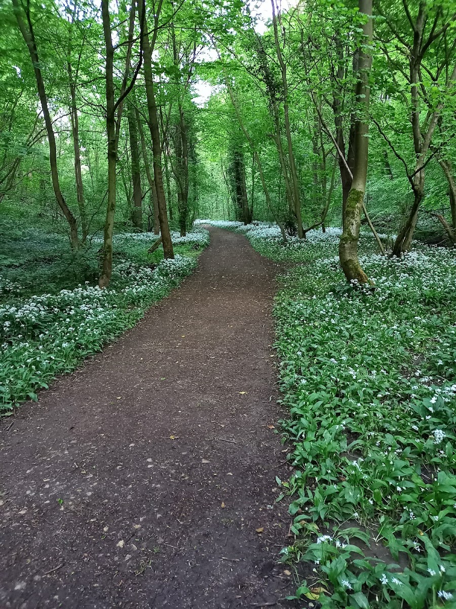 Anston Stones Wood