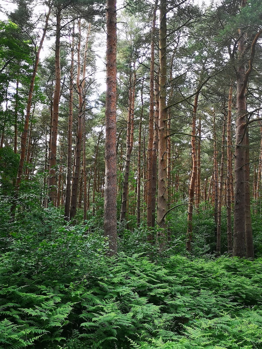 Whitwell Wood