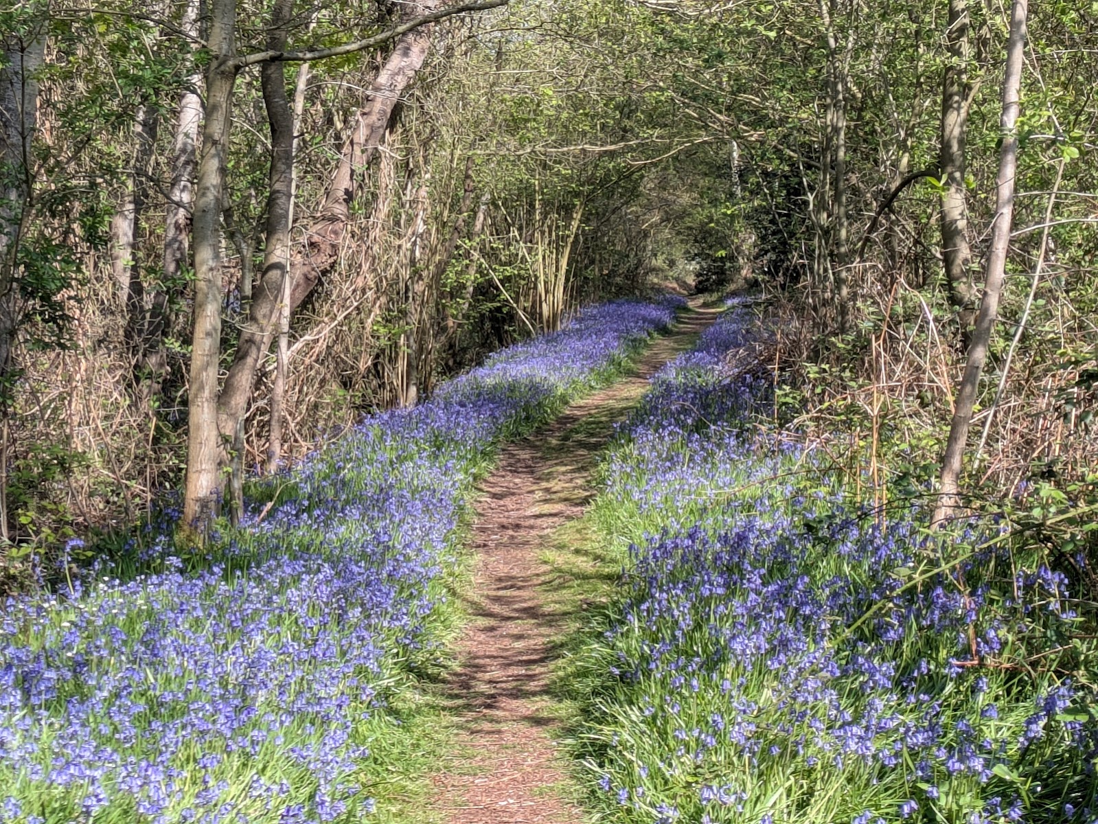North Cliffe Wood Nature Reserve