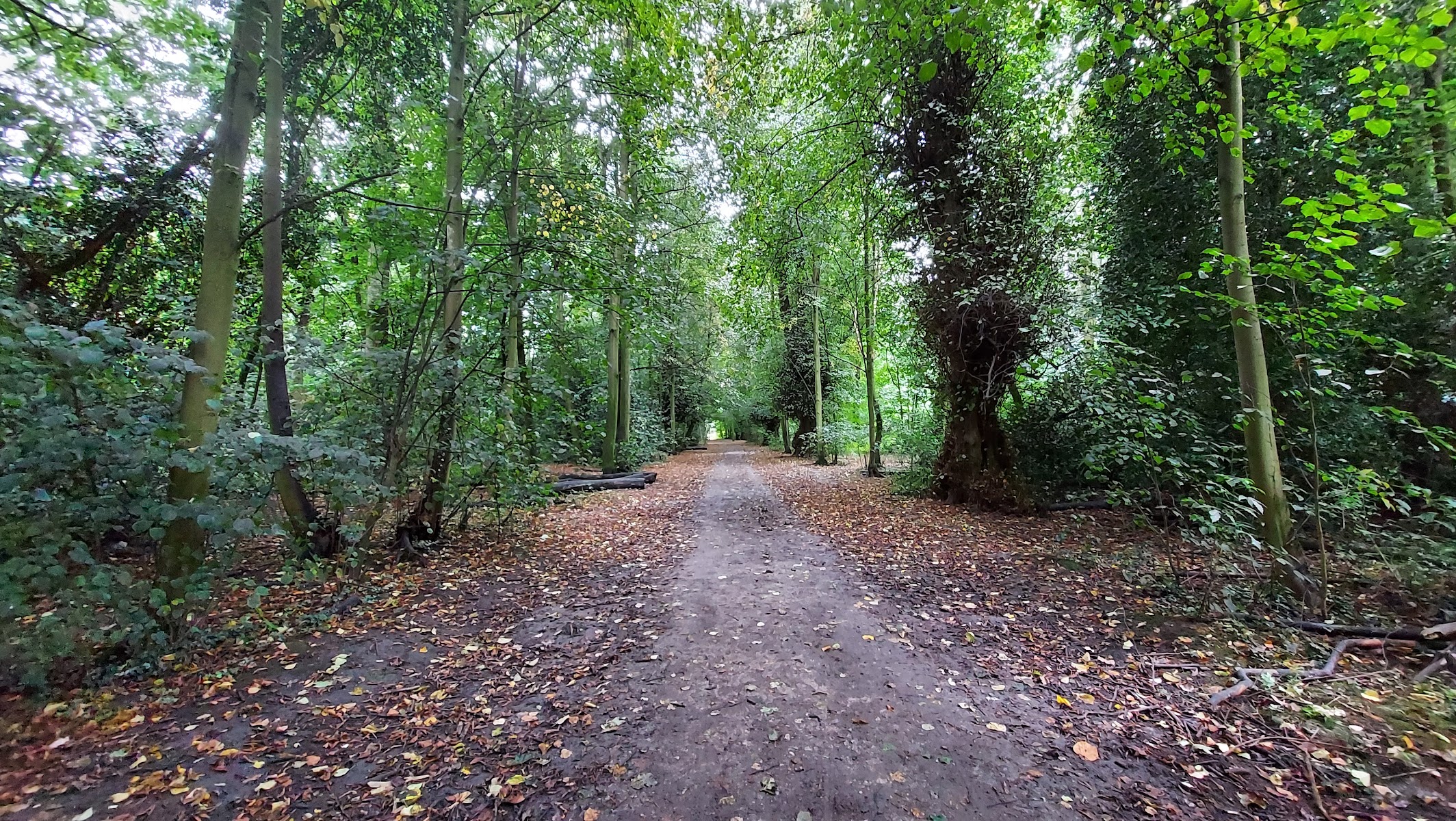 Knavesmire Wood