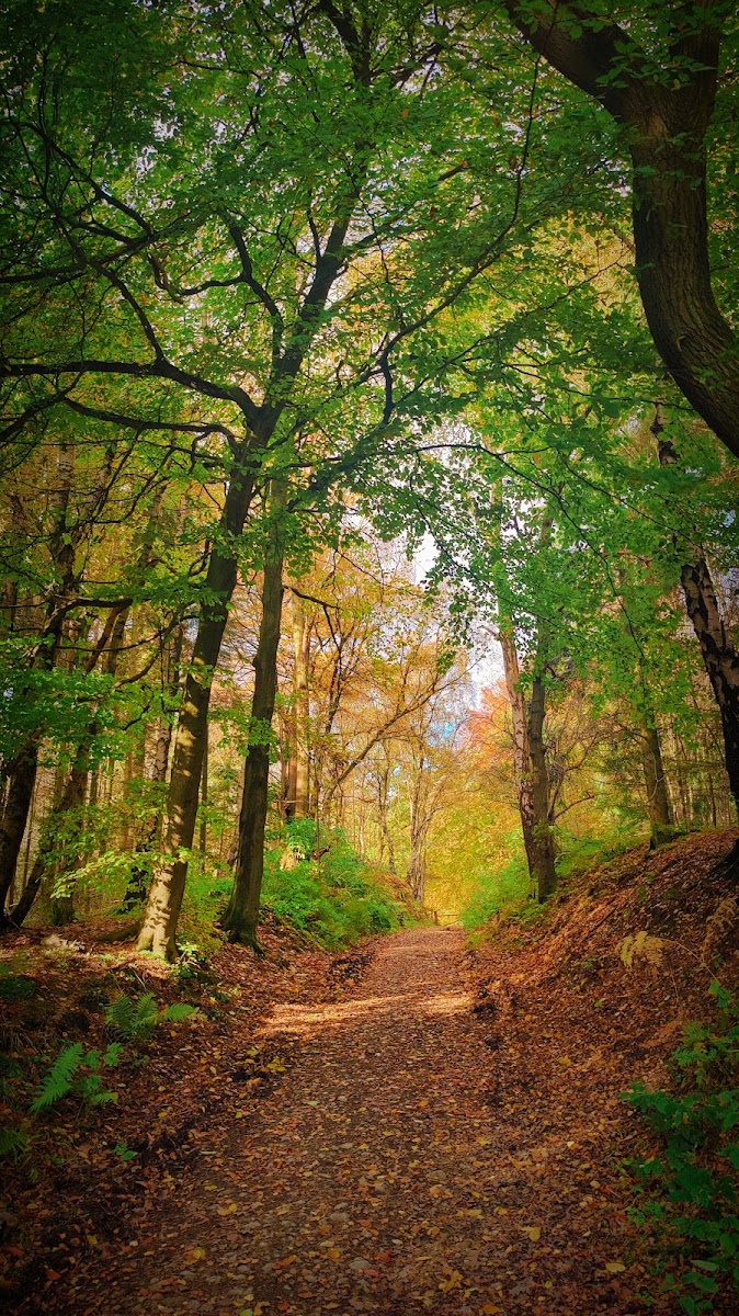 Yearsley woods dog walk