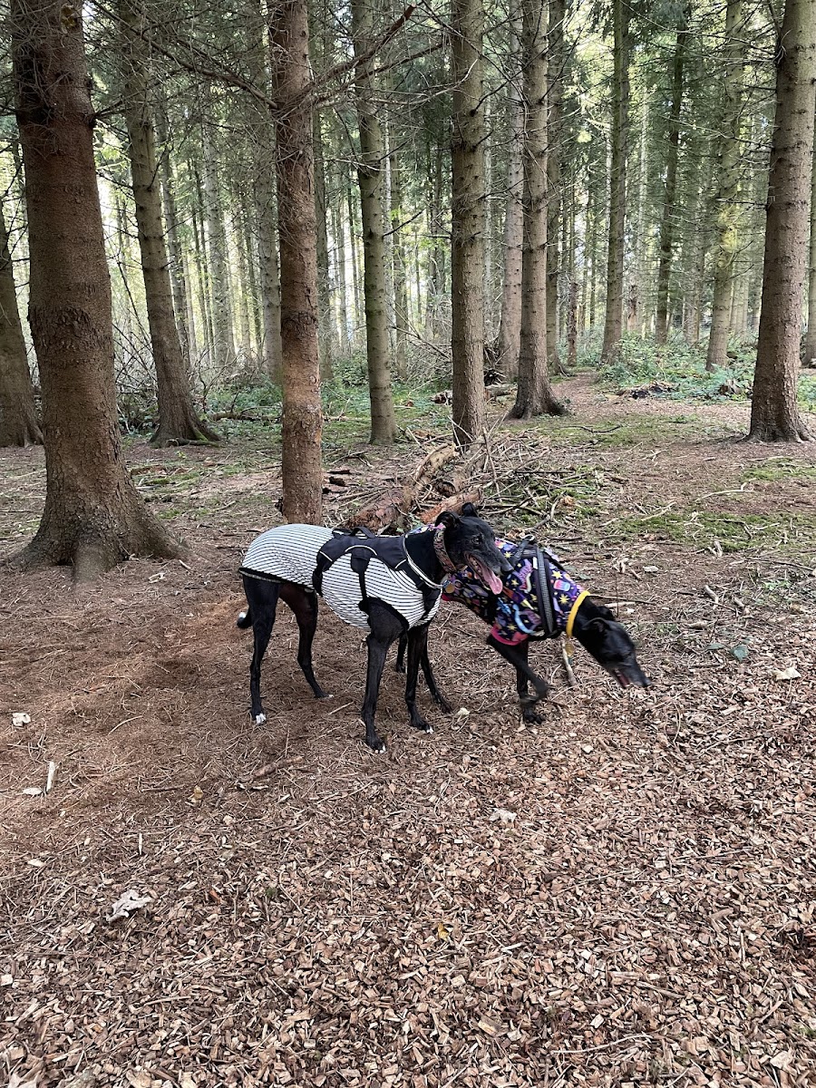 Woodland Dog Field