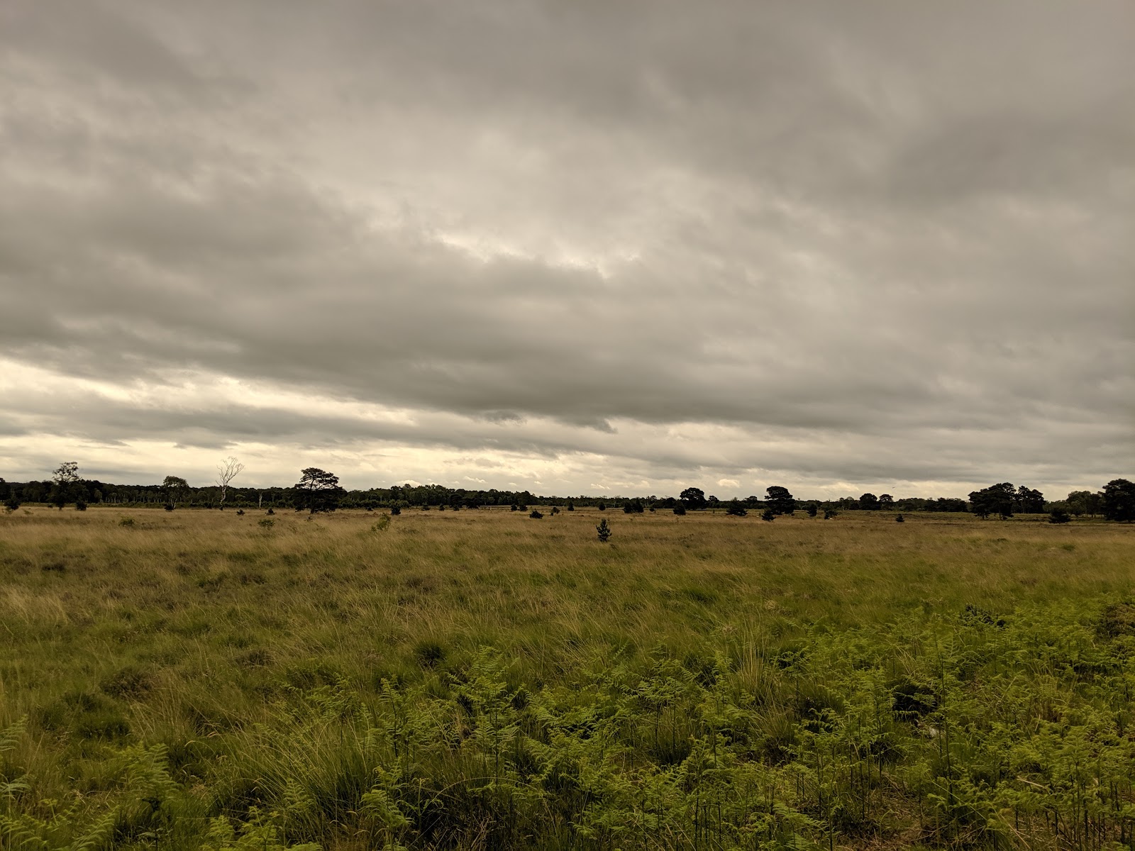 YWT Strensall Common
