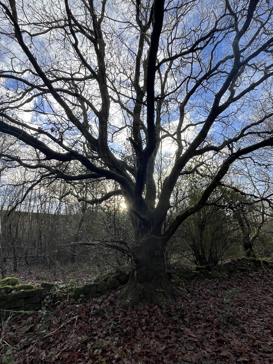 Rotary Wood
