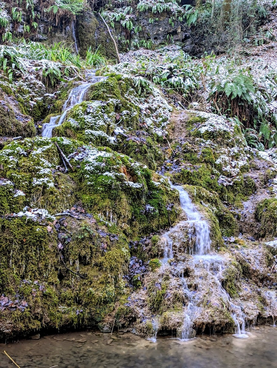 Hackfall Wood