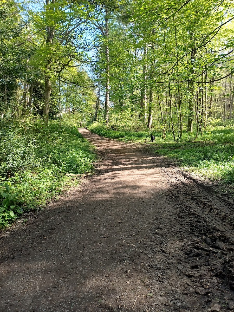 Forge Valley Woods National Nature Reserve