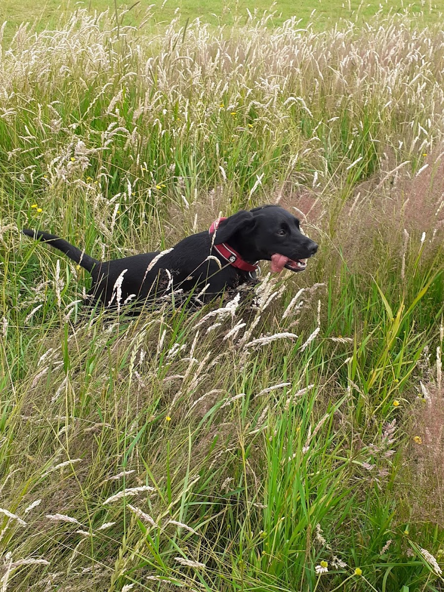 South Acres Dog Fields - Darlington